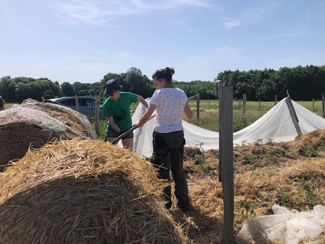 Chantier maraichage chez Luciana – Ti’Pousses